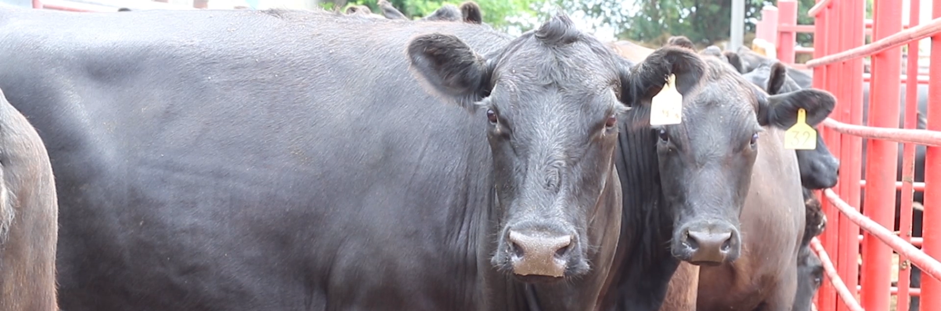 Iowa Livestock Auctions Iowa Department of Agriculture and Land